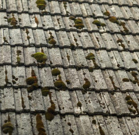 green moss old roof