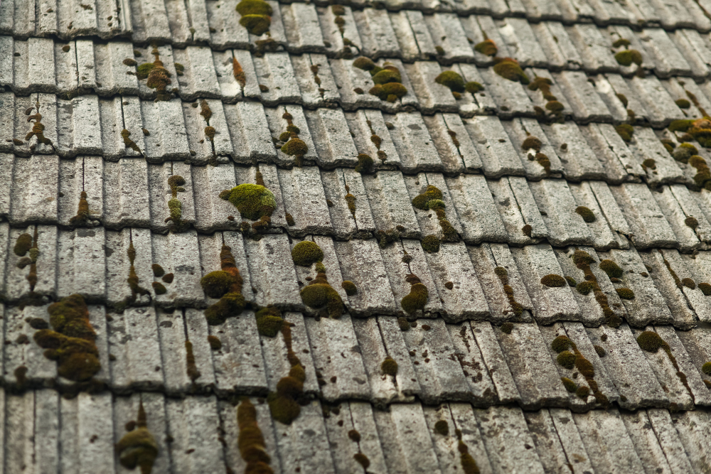 green moss old roof